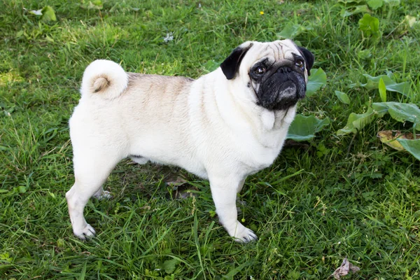 Cão pug ao ar livre — Fotografia de Stock