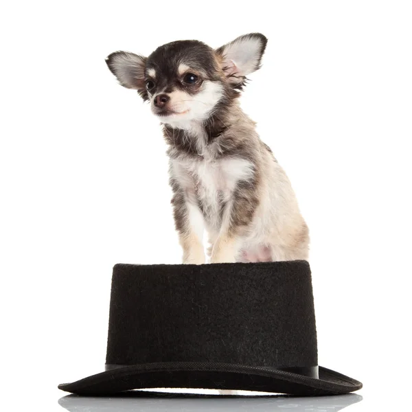 Chihuahua isolated on white background — Stock Photo, Image