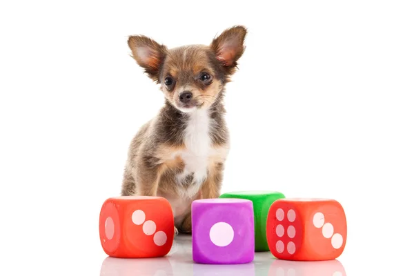 Chihuahua isolated on white background — Stock Photo, Image