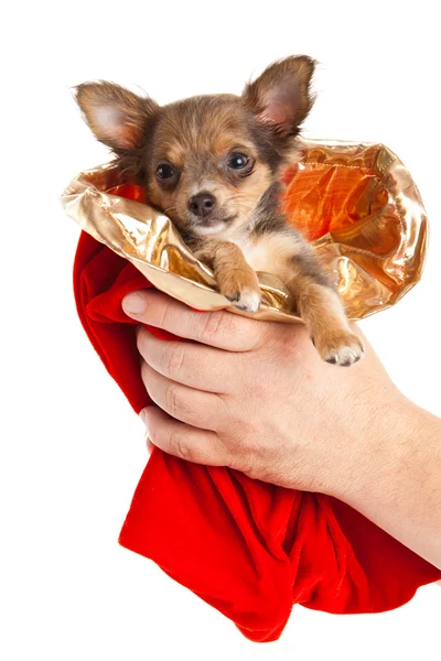 Chihuahua isoliert auf weißem Hintergrund — Stockfoto