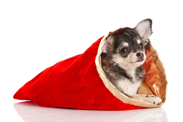 Chihuahua izolované na bílém pozadí — Stock fotografie