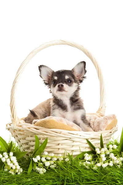 Chihuahua geïsoleerd op witte achtergrond — Stockfoto