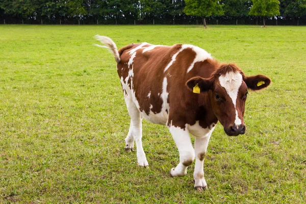 Cow grazing on meadow — Stock Photo, Image