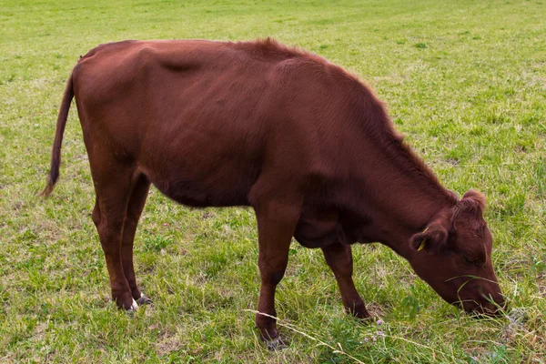 Vaca pastando en el prado —  Fotos de Stock