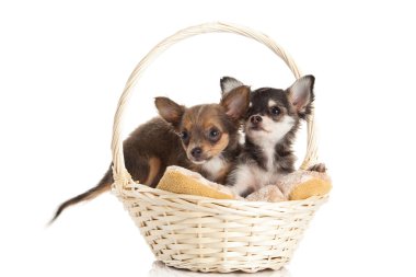 Chihuahua beyaz arka planda izole edilmiş.