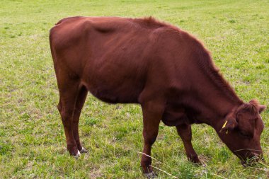 Çayırda otlayan inek