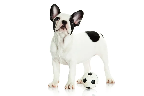 Bulldog francese su sfondo bianco — Foto Stock