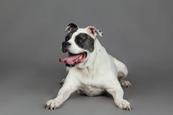 Amerikansk bulldog på grå bakgrund — Stockfoto