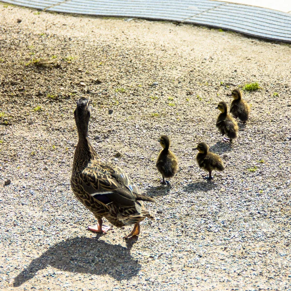 Anatra con ducklings.walk in città — Foto Stock