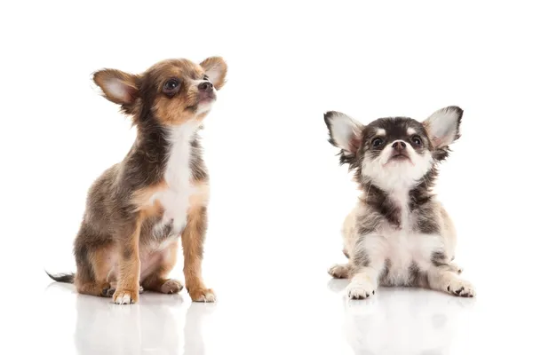 Chihuahua geïsoleerd op witte achtergrond — Stockfoto