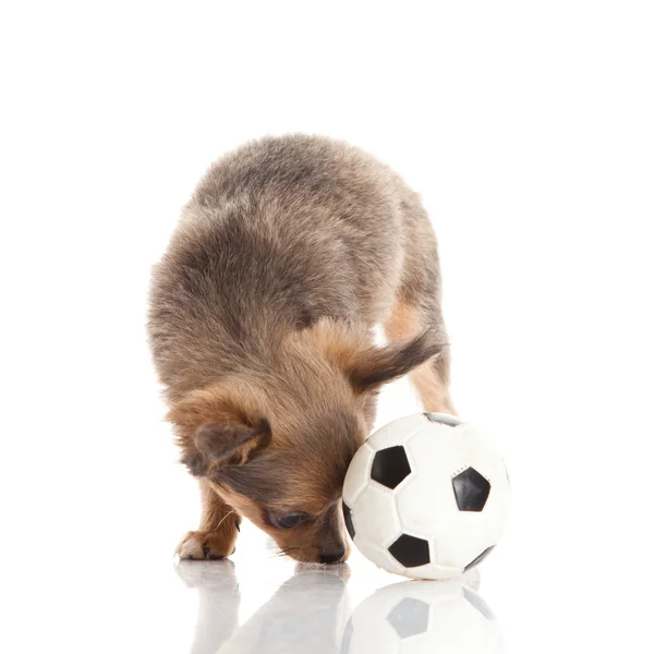 Chihuahua isolated on white background — Stock Photo, Image