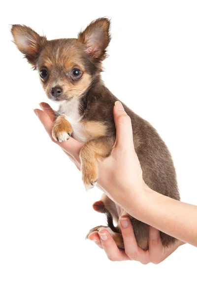 Chihuahua isolato su sfondo bianco — Foto Stock