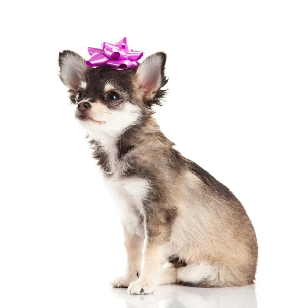 Chihuahua aislado sobre fondo blanco — Foto de Stock