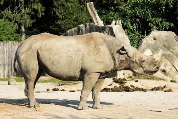 Rhino noshörning zoo — Stockfoto