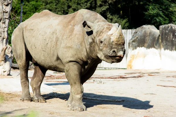 Rhino gergedan Hayvanat Bahçesi — Stok fotoğraf