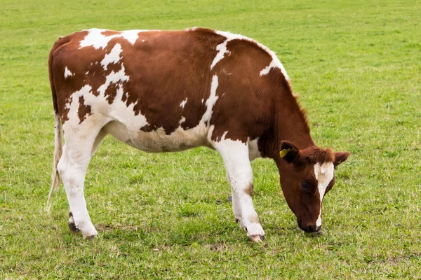 Випасання корови на лузі — стокове фото