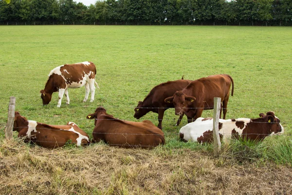 Kor på ängen — Stockfoto