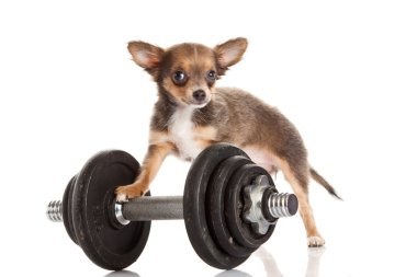 Chihuahua beyaz arka planda izole edilmiş.