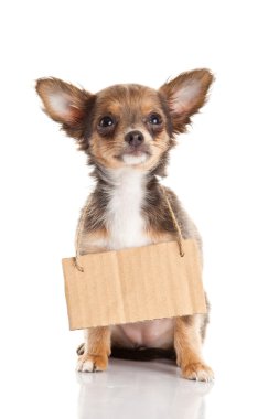 Chihuahua beyaz arka planda izole edilmiş.