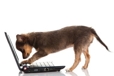 Chihuahua beyaz arka planda izole edilmiş.