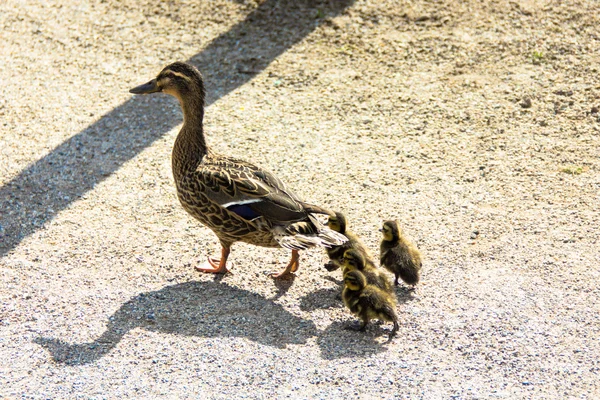 Anatra con ducklings.walk in città — Foto Stock