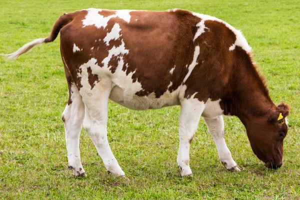 Cow grazing on meadow — Stock Photo, Image