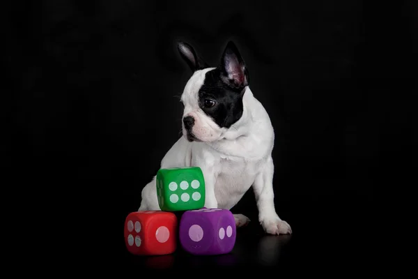 Französische Bulldogge mit Würfeln auf schwarzem Hintergrund — Stockfoto