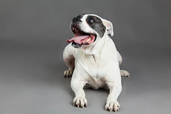 Amerikanische Bulldogge auf grauem Hintergrund — Stockfoto