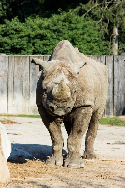 Rhino rhinoceros zoo — Stock Photo, Image