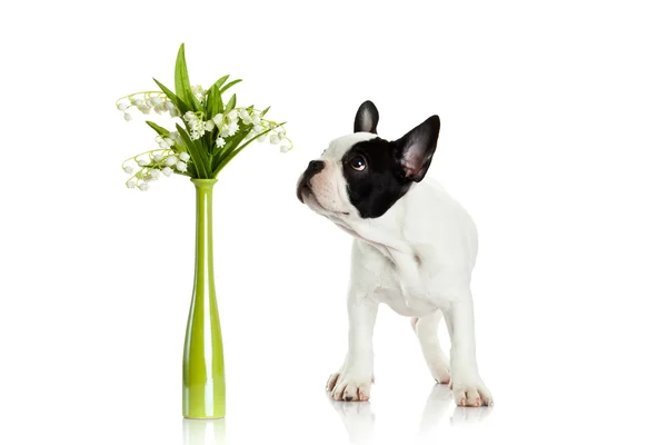 Bulldog francés con flores aisladas sobre fondo blanco —  Fotos de Stock