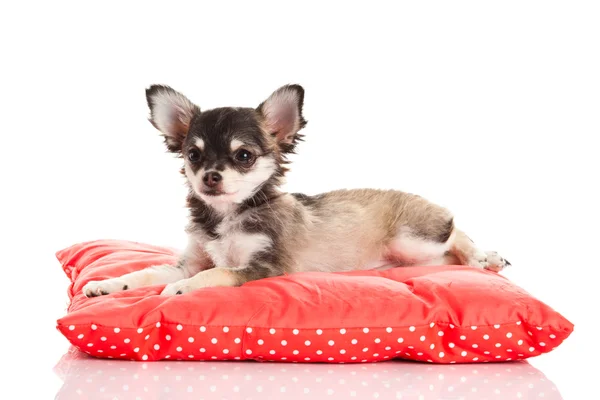 Chihuahua beyaz arka planda izole edilmiş. — Stok fotoğraf