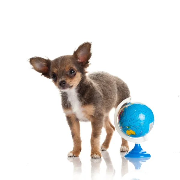 Chihuahua isolated on white background — Stock Photo, Image