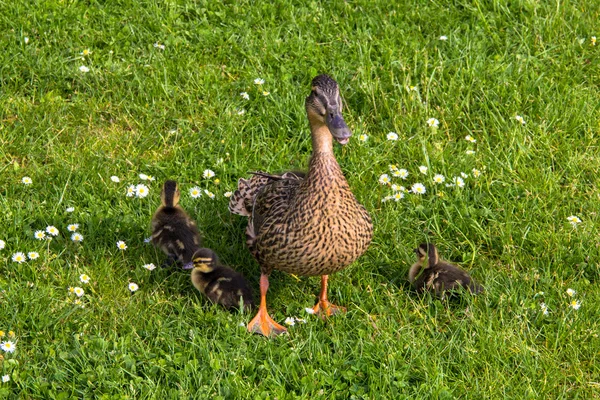 Pato con ducklings.walk en la ciudad — Foto de Stock