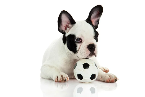 French bulldog on white background — Stock Photo, Image