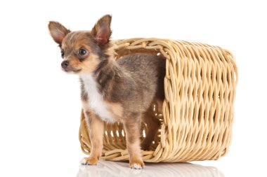 Chihuahua beyaz arka planda izole edilmiş.