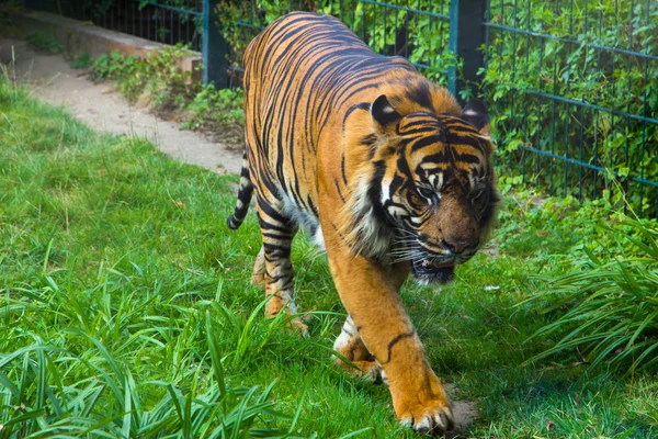 Tiger in zoo — Stock Photo, Image