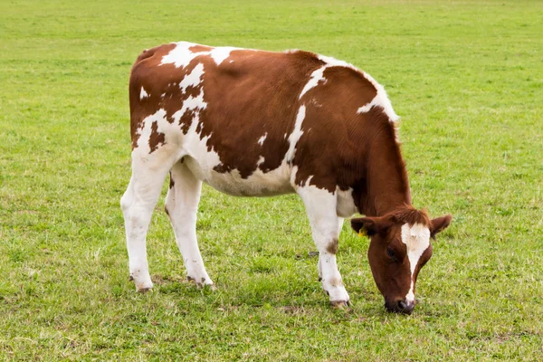牧草地での牛放牧 — ストック写真