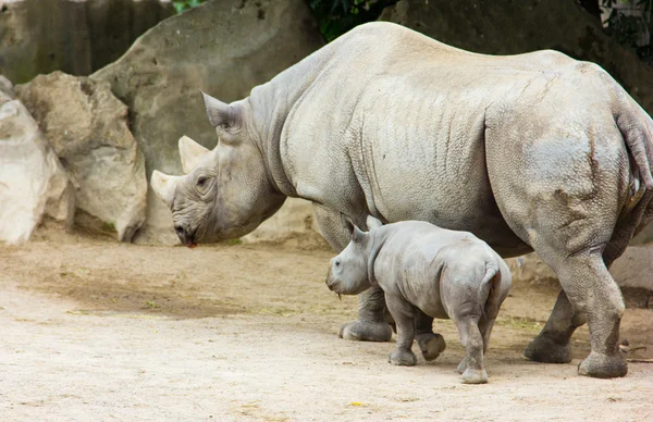 Rhino noshörning animaliska baby zoo — Stockfoto