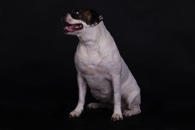 siyah arka plan üzerine Amerikan bulldog