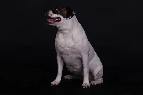 Amerikansk bulldog på svart bakgrund — Stockfoto