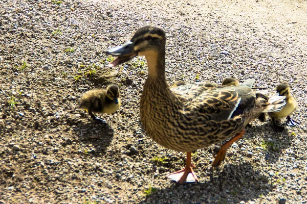 Πάπια με ducklings.walk στην πόλη — Φωτογραφία Αρχείου