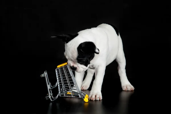 Bulldog francês com carrinho de compras no fundo preto — Fotografia de Stock