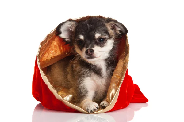 Chihuahua isolerad på vit bakgrund — Stockfoto