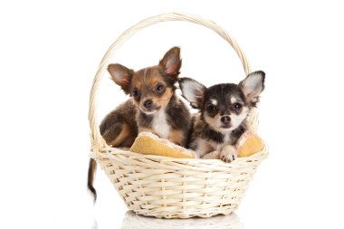 Chihuahua beyaz arka planda izole edilmiş.