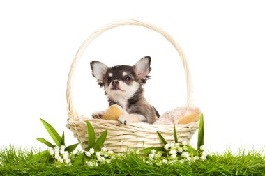 Chihuahua beyaz arka planda izole edilmiş.