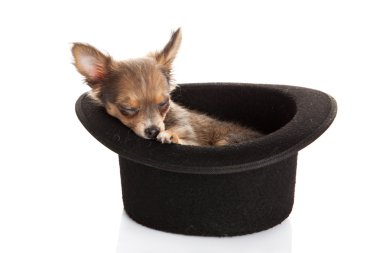 Chihuahua beyaz arka planda izole edilmiş.