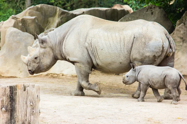 Rhino noshörning animaliska baby zoo — Stockfoto