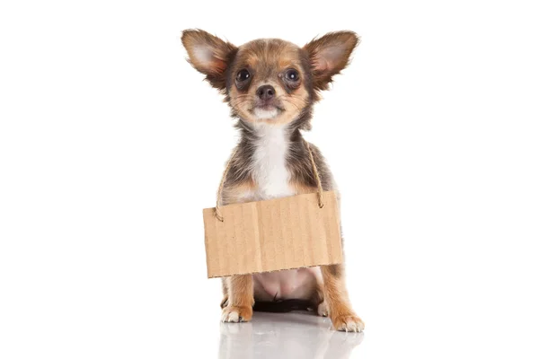 Chihuahua isolated on white background — Stock Photo, Image