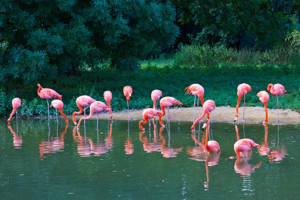 Fenicotteri zoo rosa — Foto Stock