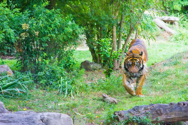 Tiger in zoo — Stock Photo, Image